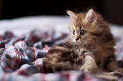 英雄联盟总决赛-琴键与镰刀，当若日尼奥的节拍器碾过亚特兰大的荷兰防线