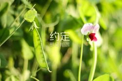 LOL决赛-狂澜与磐石，当巴萨的洪水冲垮金字塔，谁在门线上定义胜负？