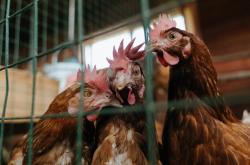 LOL赛事-新大陆的旧秩序，美加墨前夜，里昂爆冷挑落佛罗伦萨的战术启示