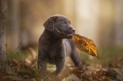 英雄联盟总决赛门票-孤星闪耀与群狮怒吼，足球场上两种奇迹的诞生