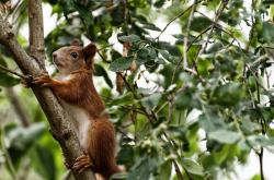 LOL赛事-唯一性的见证，土耳其终结新西兰，美加墨世界杯焦点战解析