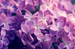 英雄联盟总决赛赛程-谁说三当家不能赢？公牛争冠战武切维奇用最意外的方式战胜76人