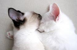 英雄联盟总决赛-贝蒂斯之夜，当紫白风暴让南大王梦碎，李刚仁执笔写下新王序章