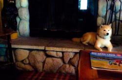 英雄联盟总决赛直播-球场如战场，土耳其总决赛级防守稳稳锁死英格兰三分雨