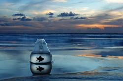 英雄联盟总决赛时间-从曼联的比利时血液到2026新王伊萨克，足球传承的暗线与新生