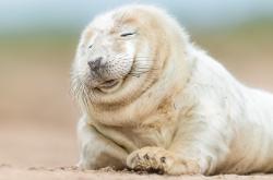 LOL决赛-冰与火的对决，当葡萄牙的焰火遇上库尔图瓦的倒戈之墙