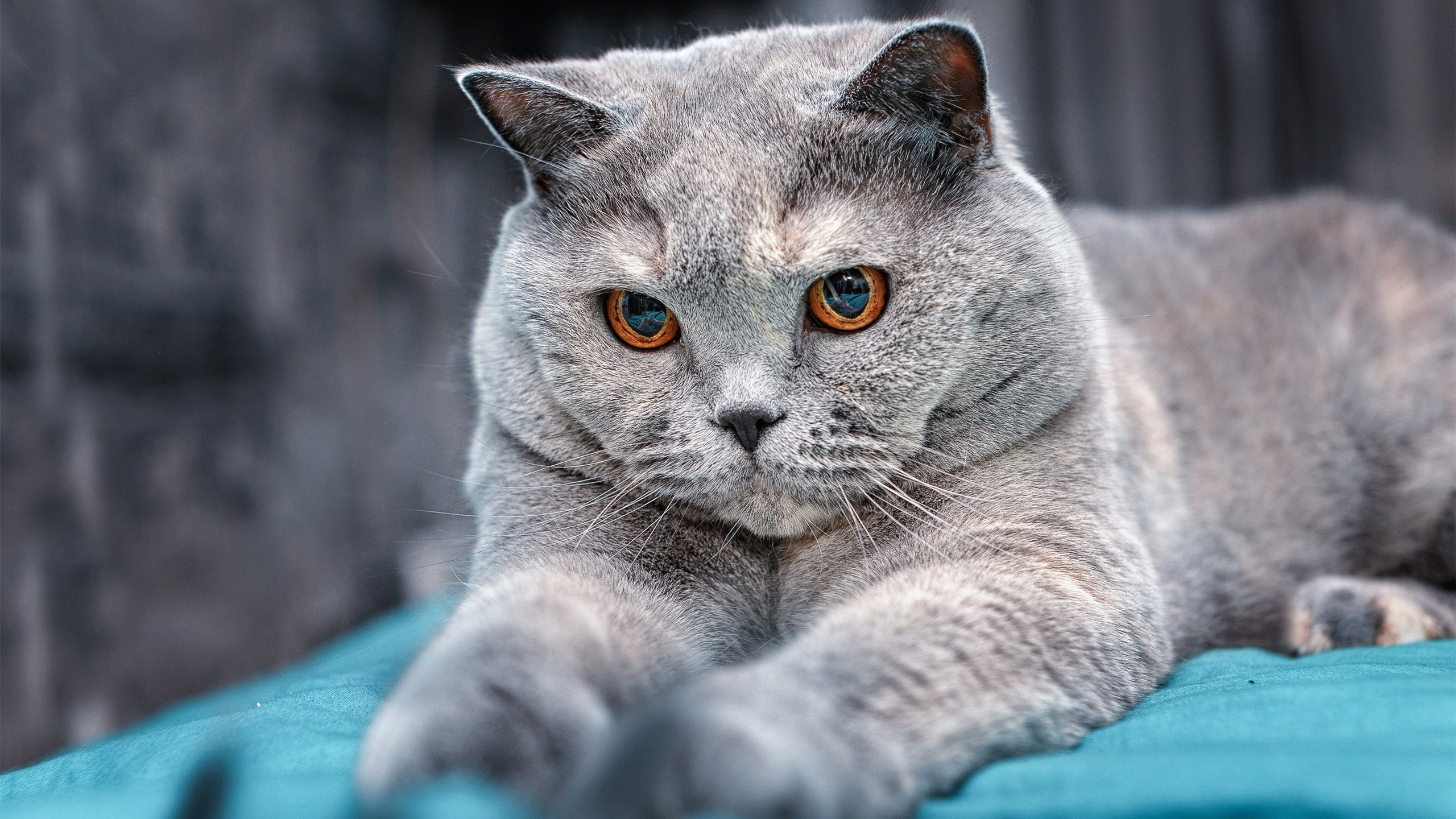 智控绿茵，孔德运筹帷幄，巴拉圭战术窒息葡萄牙