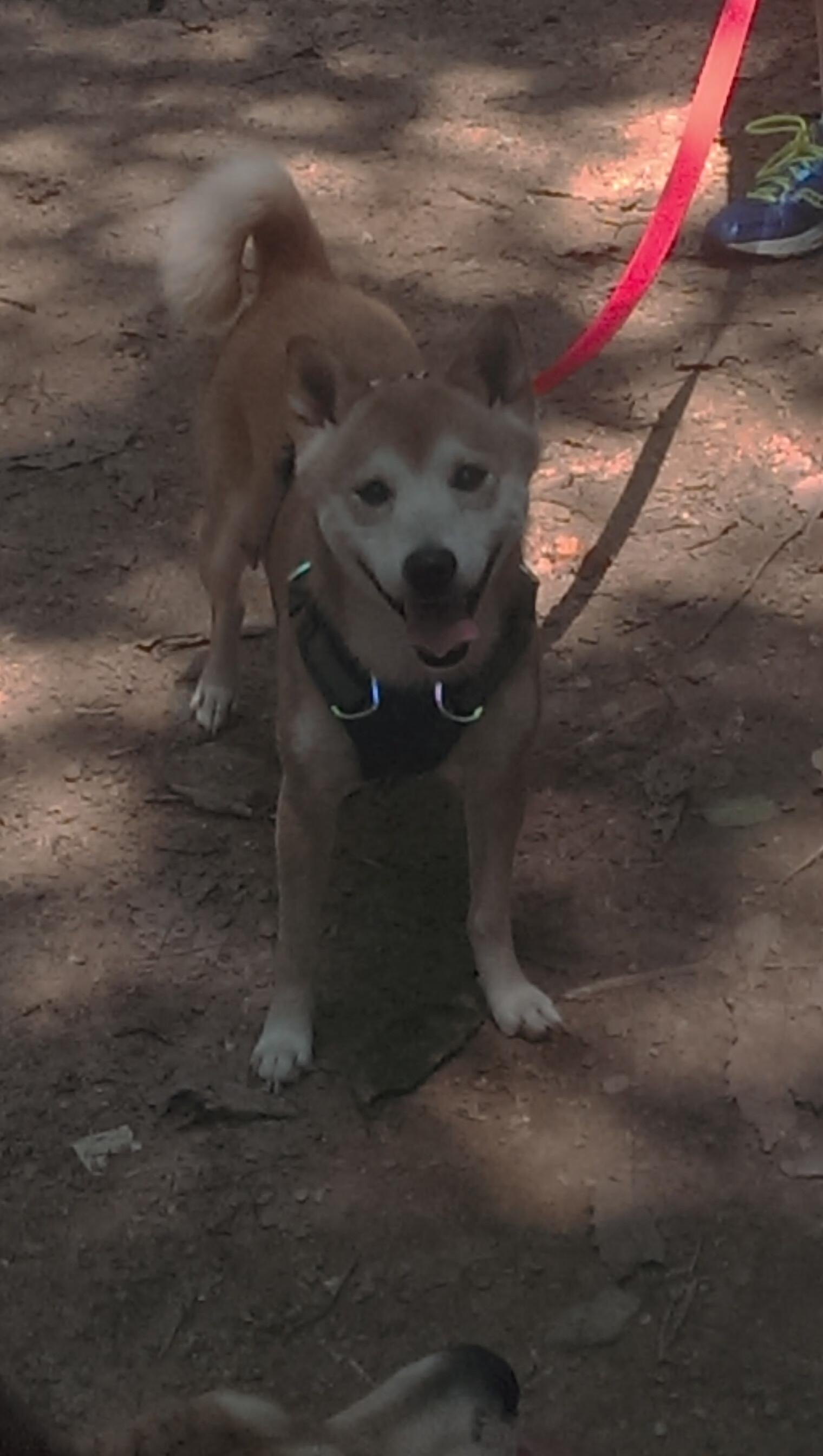 关键时刻的猎手,拉亚连续得分助英格兰友谊赛险胜尤文图斯