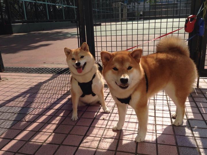 骑士末路,逆命孤骑