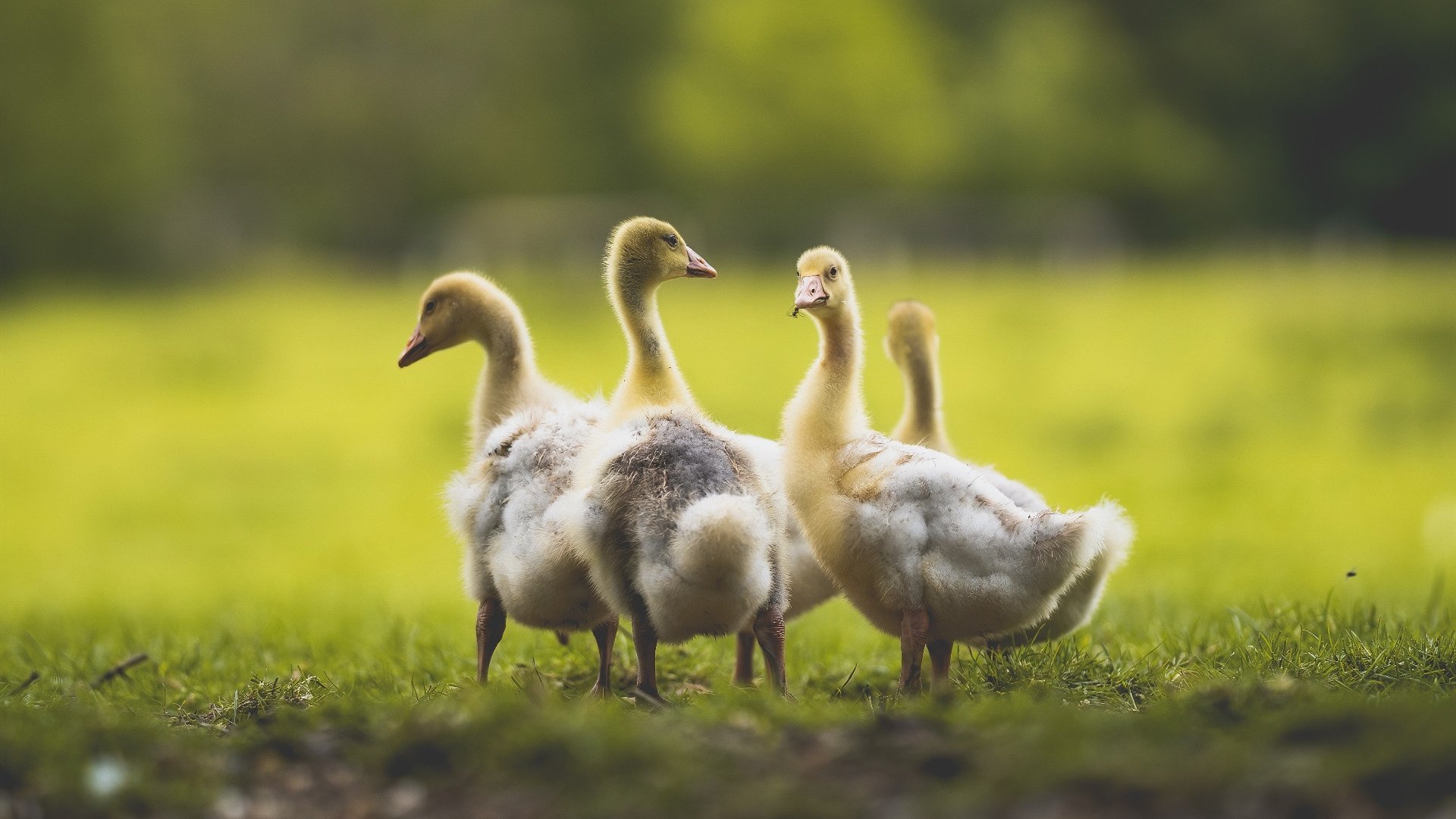 狂澜与磐石,当巴萨的洪水冲垮金字塔,谁在门线上定义胜负?