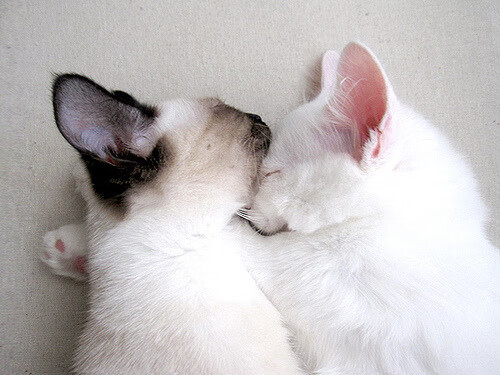 22+15+9!卡拉斯科统治攻防,阿根廷爆冷掀翻美国梦之队