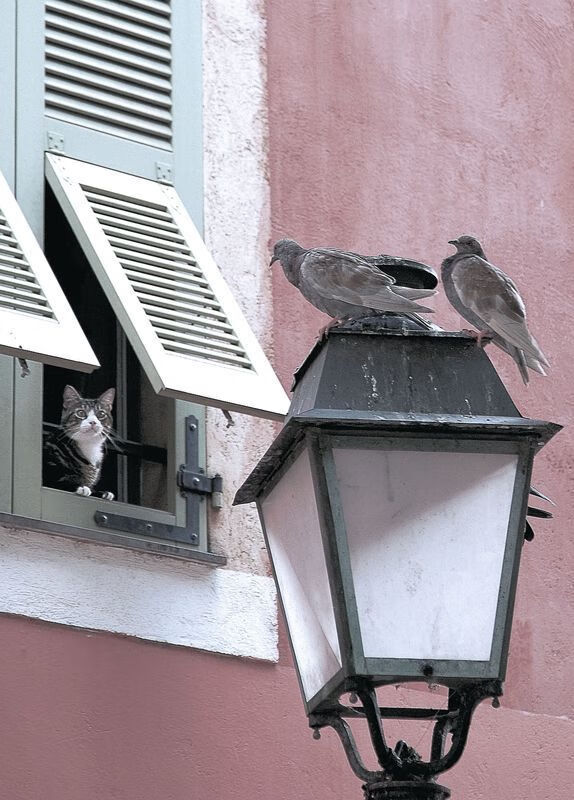 极速与掌控,从巴林赛道到NBA球场