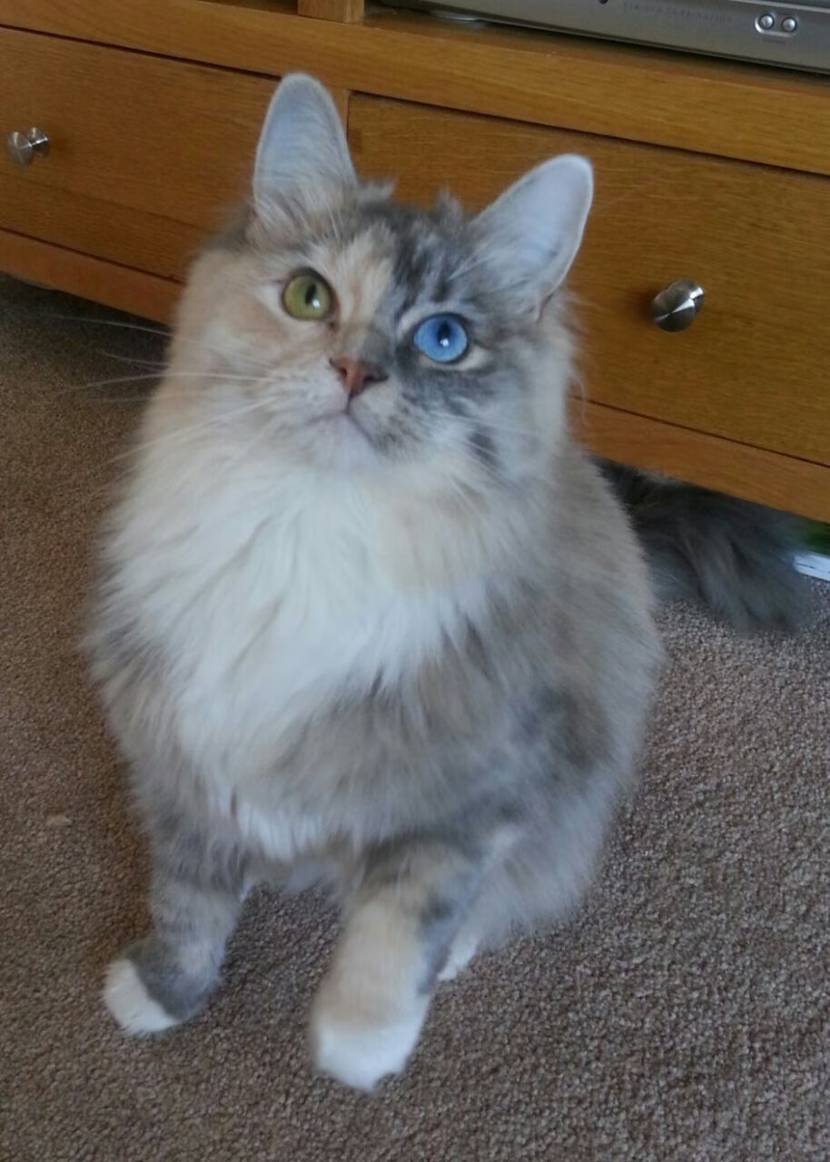 神锋的战争,格纳布里以喀麦隆猎豹之姿,在摩纳哥的雨夜中刺穿命运