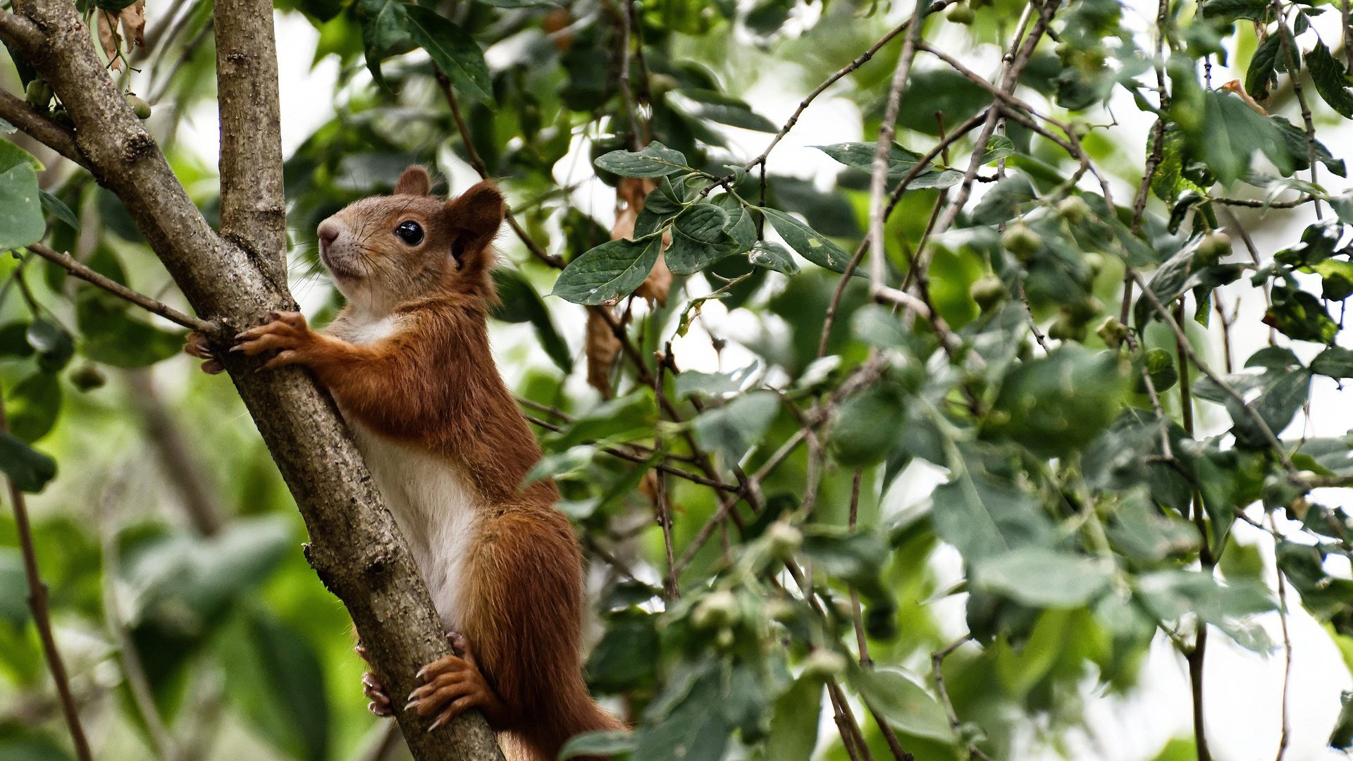 唯一性的见证，土耳其终结新西兰，美加墨世界杯焦点战解析