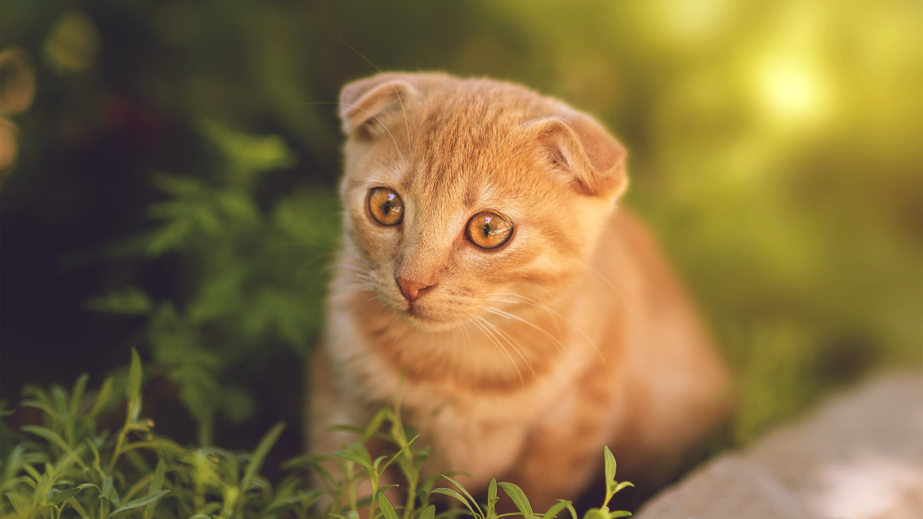 范戴克爆发助那不勒斯全面压制巴拉圭,友谊赛上演统治级表现