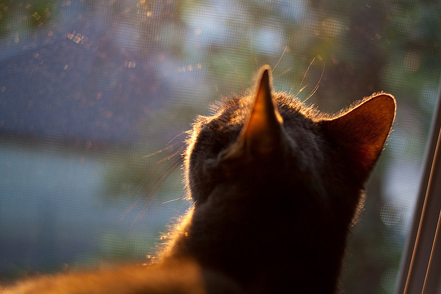 英超争冠焦点战,浙江队正面击溃魔术的战术启示