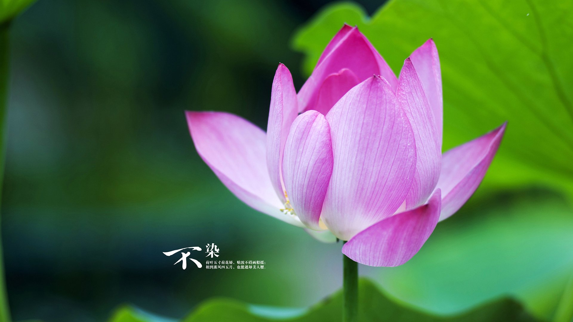 欧冠篮球诞生记,浙江队跨洲斩落骑士,半决赛上演东方奇迹