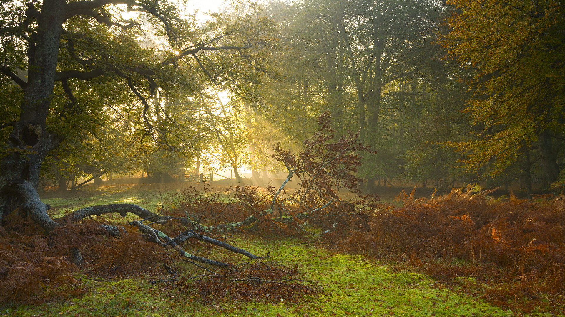 极速与主宰，当F1赛道交聚绿茵巨星