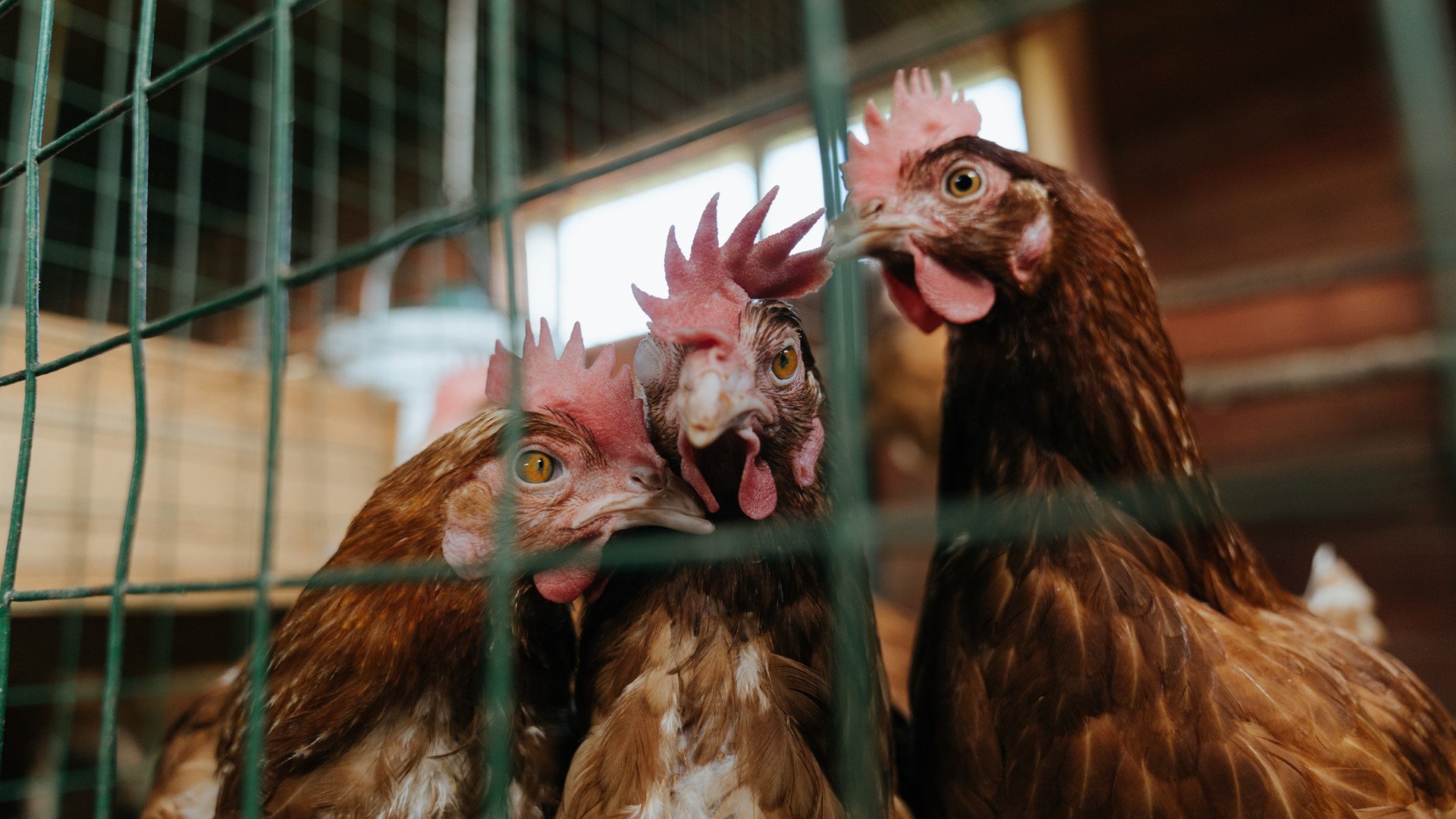 字母哥暴打湖人禁区，他让所有合理都显得苍白