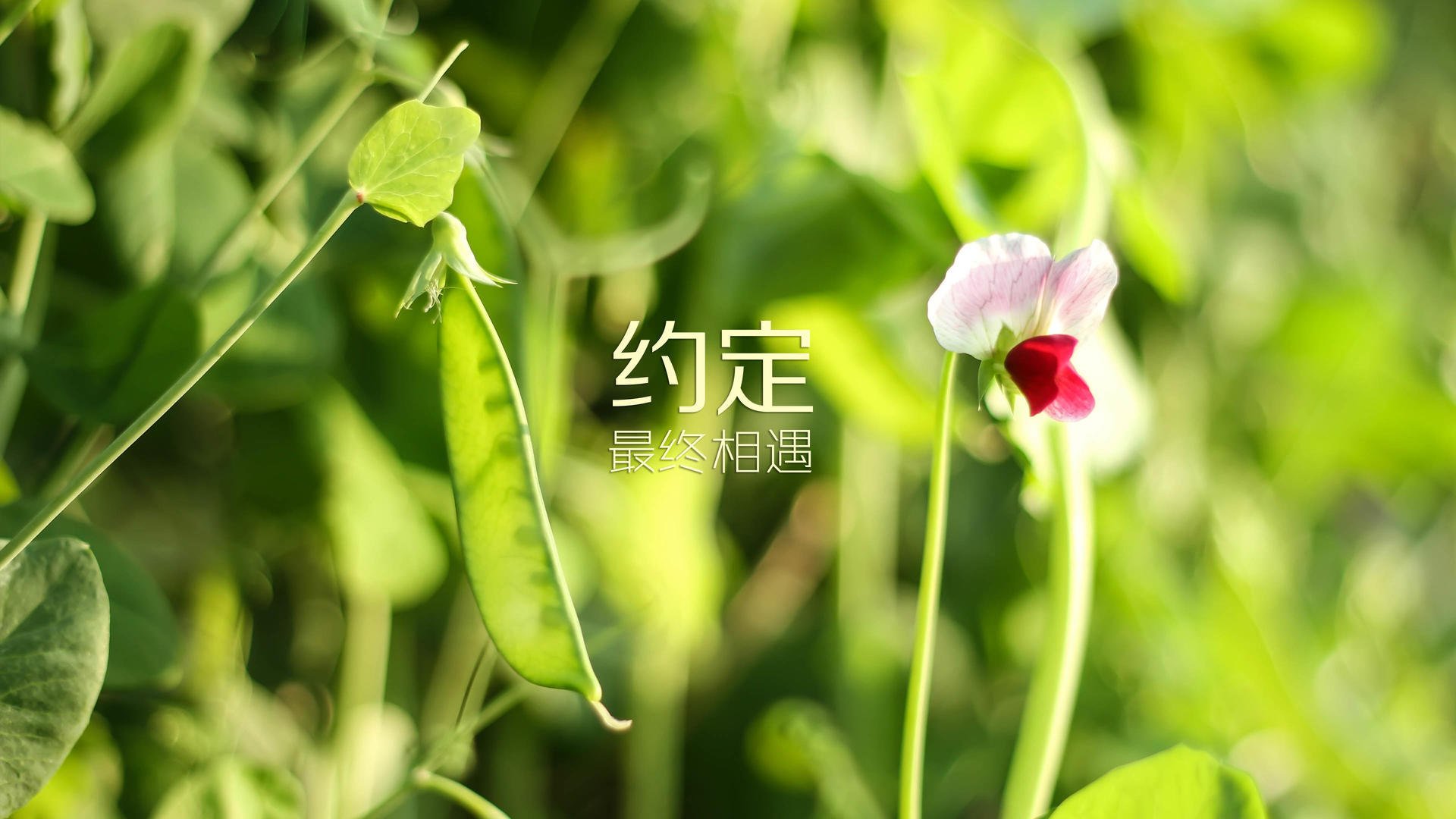 沙漠风暴席卷北美,2026世界杯D组,阿联酋如何以一场史诗级横扫震惊美国
